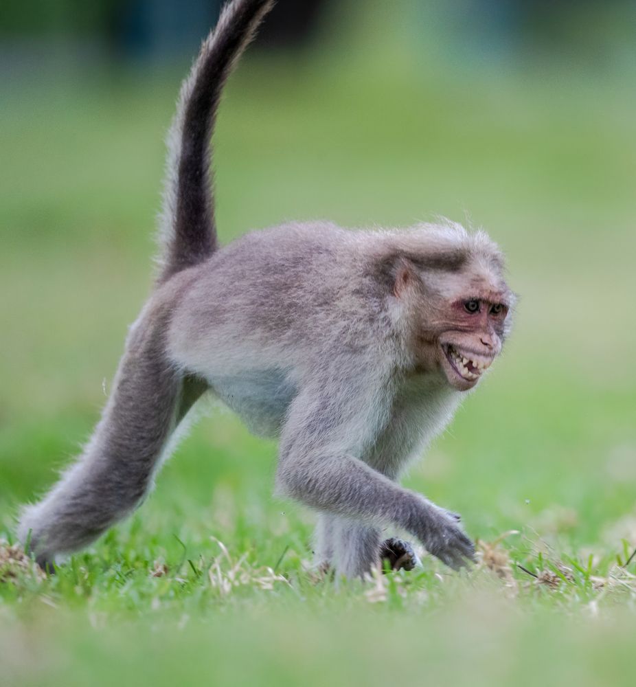 Фотография автора Rajharsha Narayanswamy