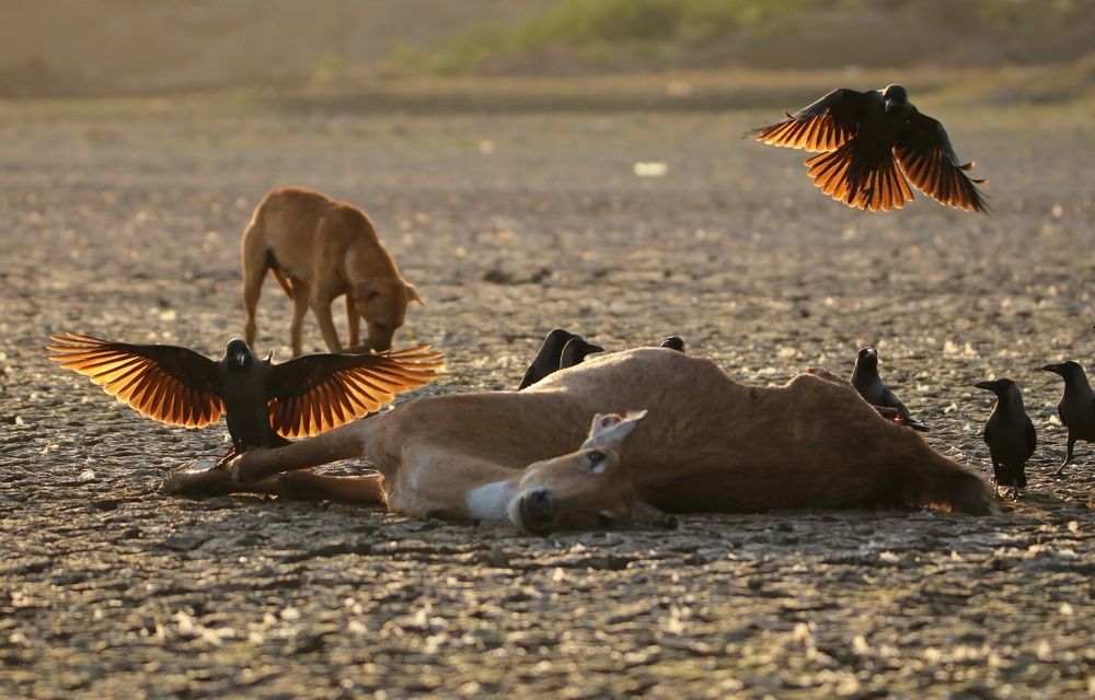Photograph by Badal Parmar