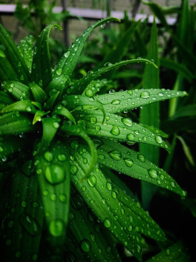 Photograph by Larisa Sheshko