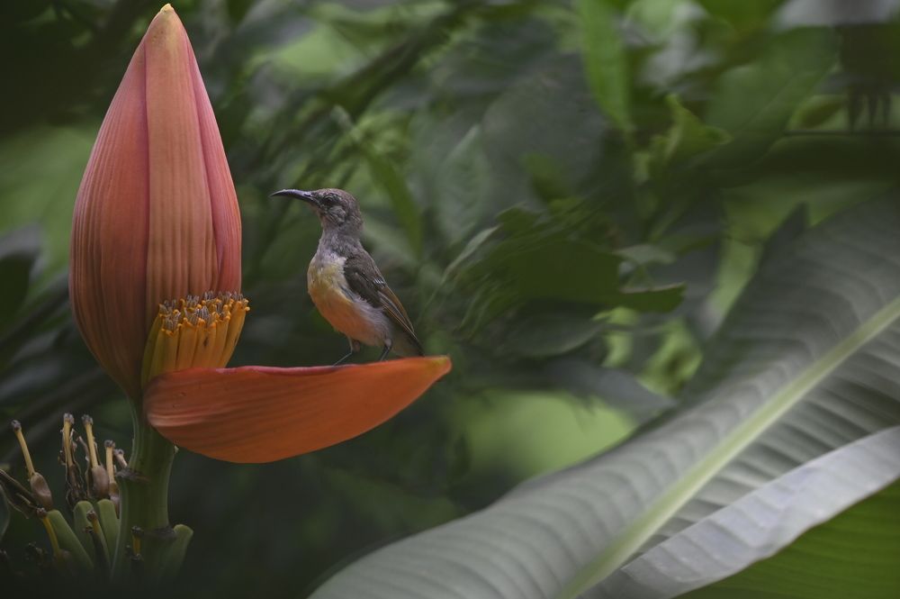 Photograph by SUBHODEEP BHAKTA