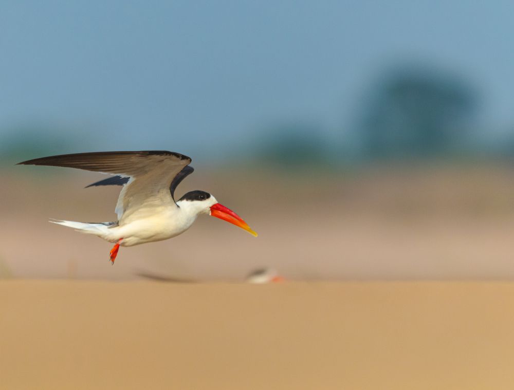 landing