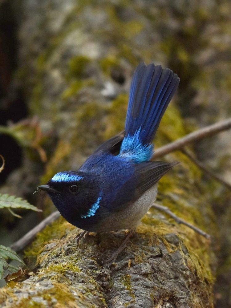 Photograph by Maya Uday Patil