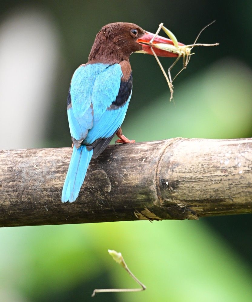 Photograph by Reza Putra Muhammad