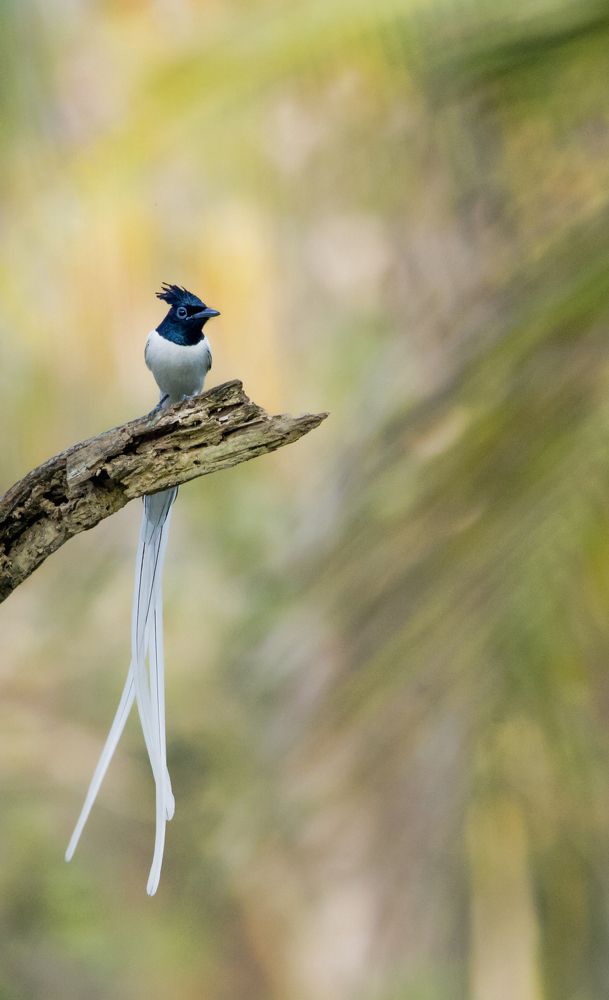 Indian paradise flycatcher