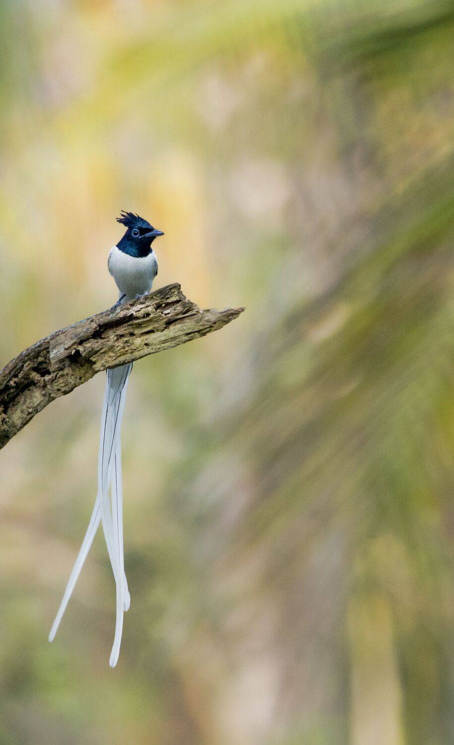 Indian paradise flycatcher