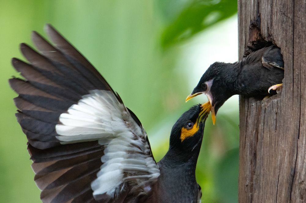 Parental Care is Eternal