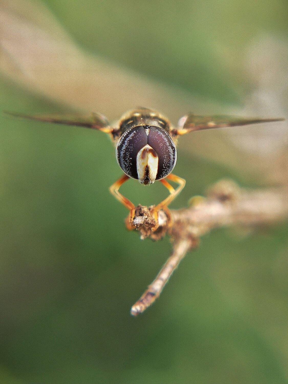 Hoverfly