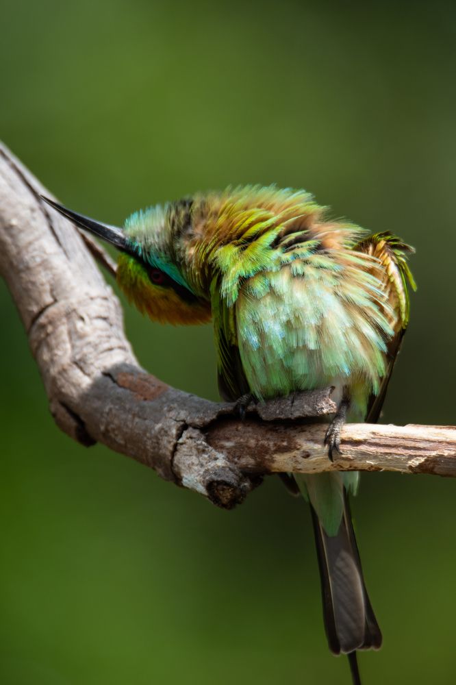 Having a sunbath yoo