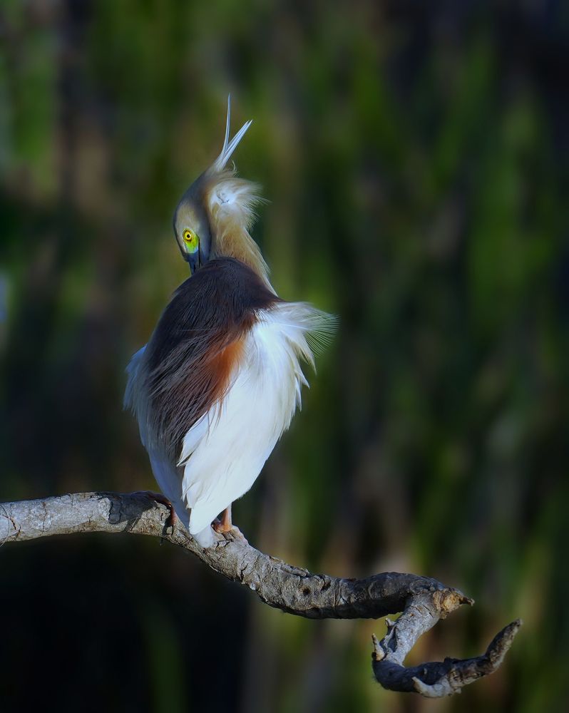 Singing Bird