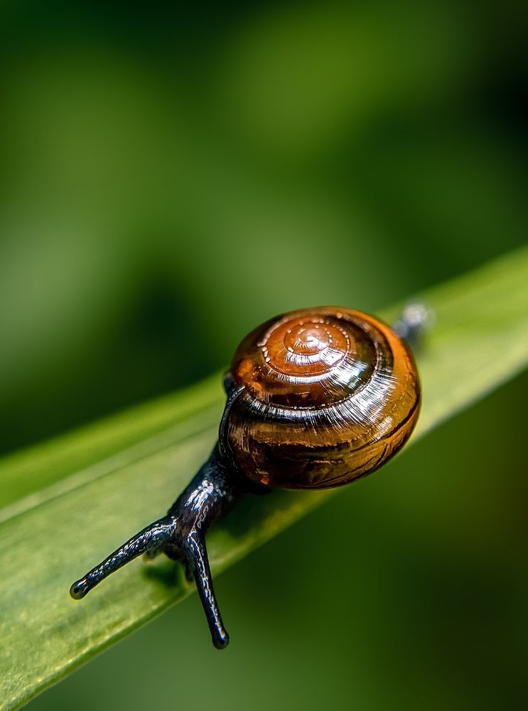 Photograph by Pasindu Lakshan Wijethilaka