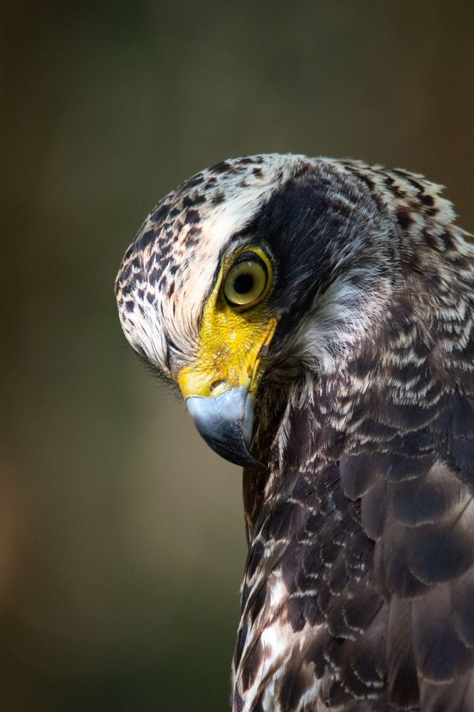 Eyes on the prey man