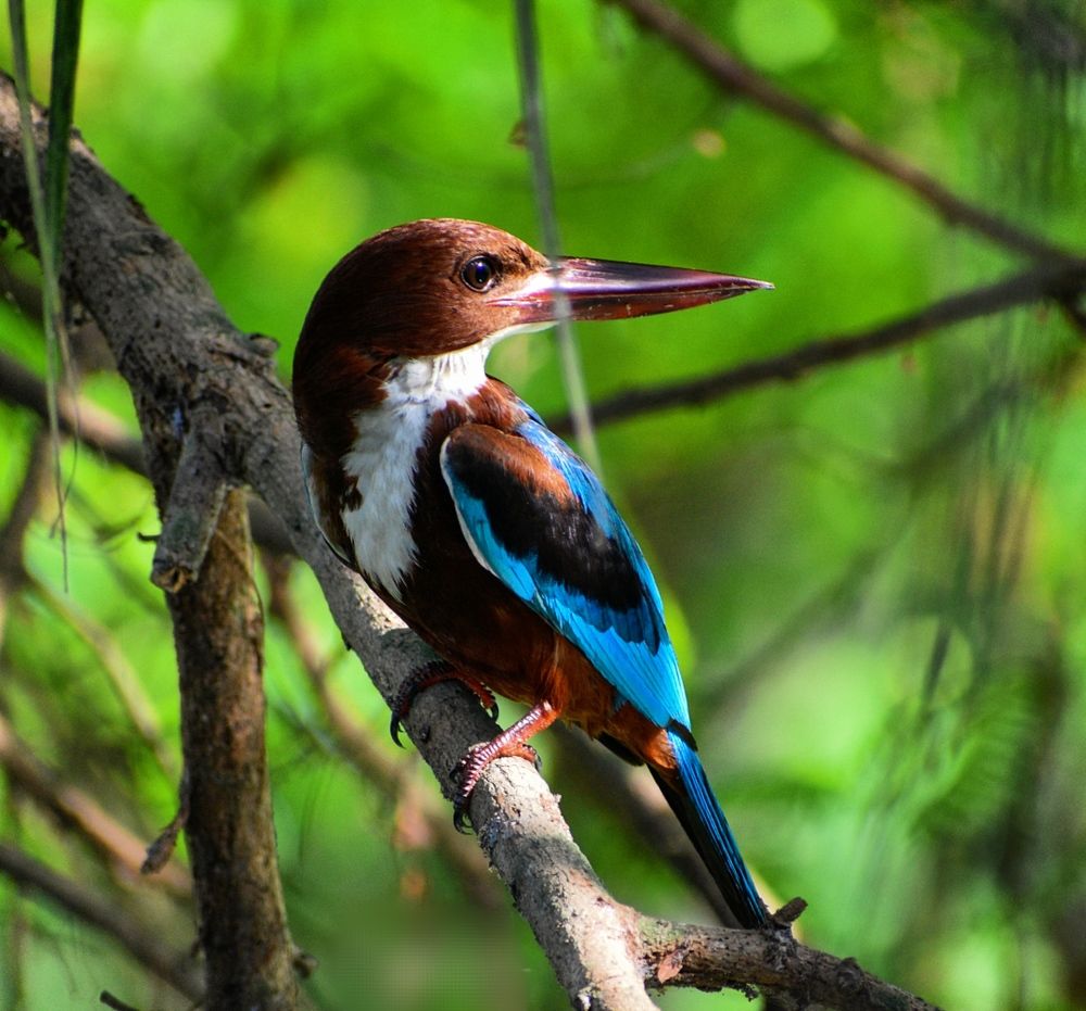 White-throated kingfisher