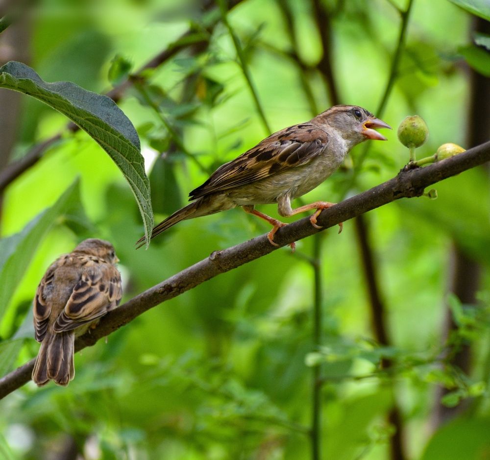 Sparrows
