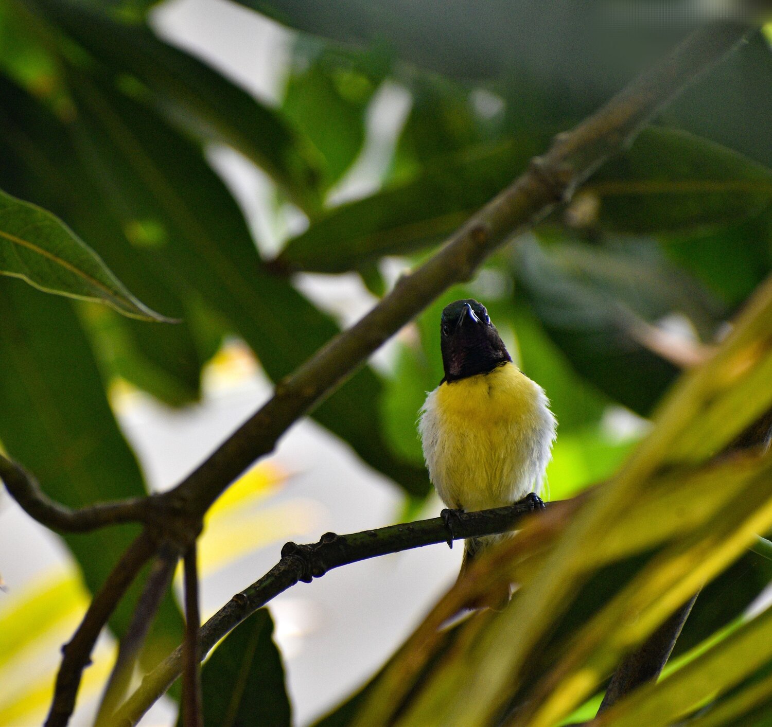 Purple-rumped sunbird