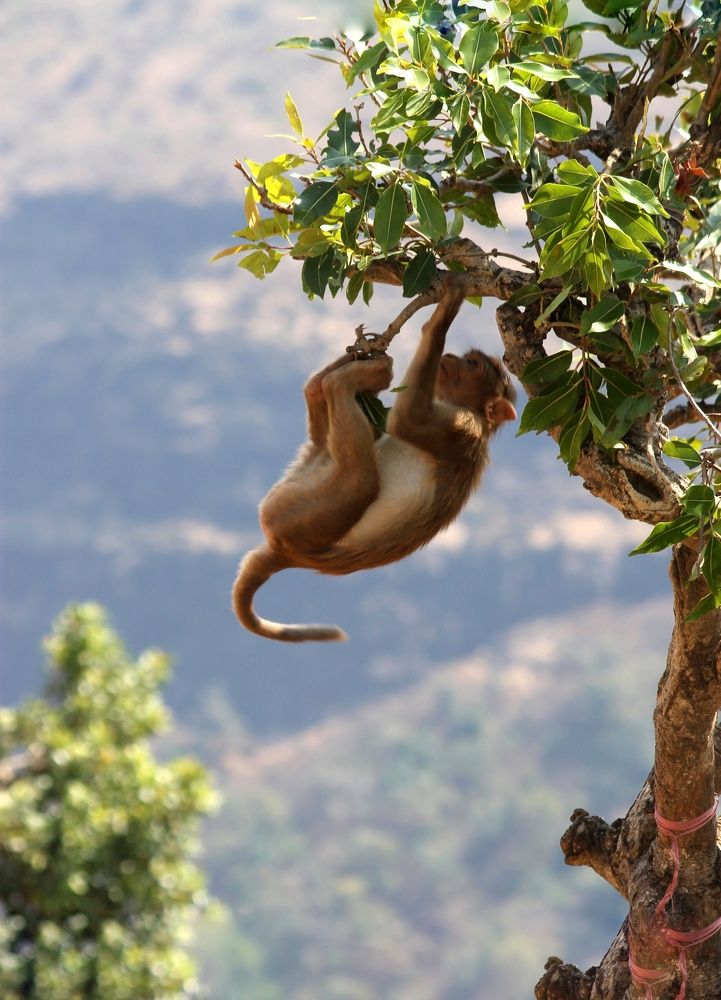 Photograph by Ajay Ghode