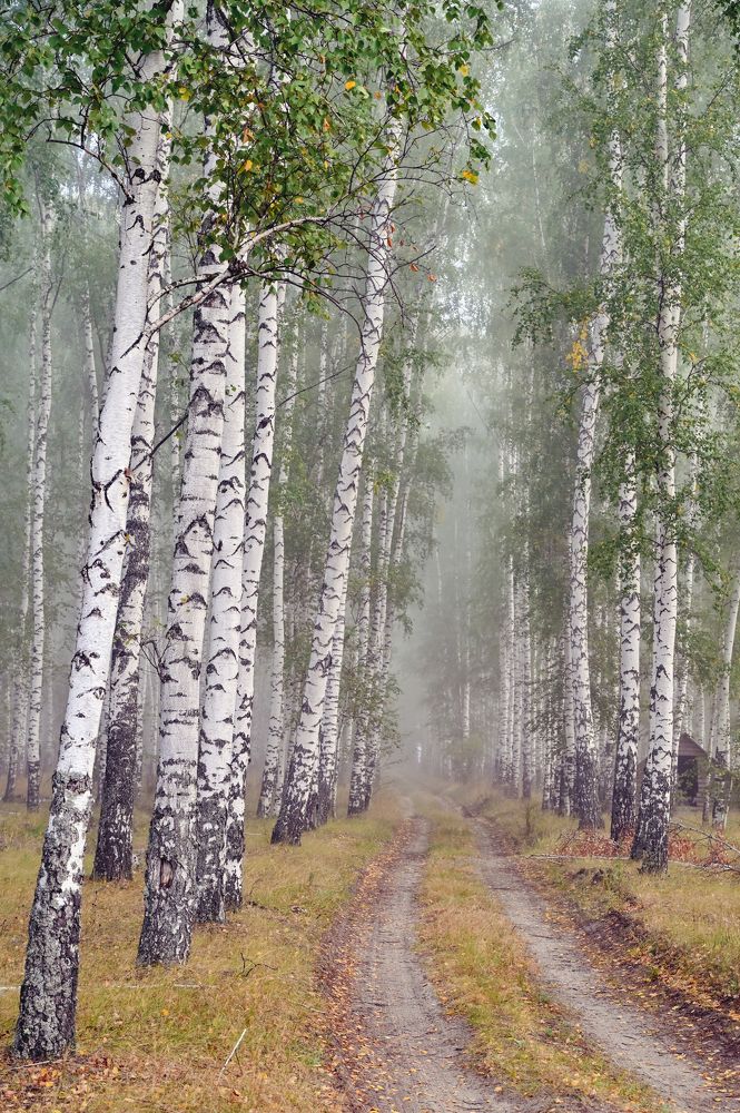 Туман в березовой роще