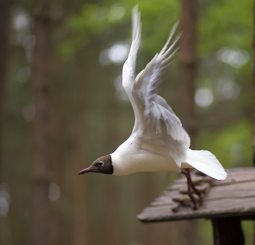 Photograph by Олег Карелов