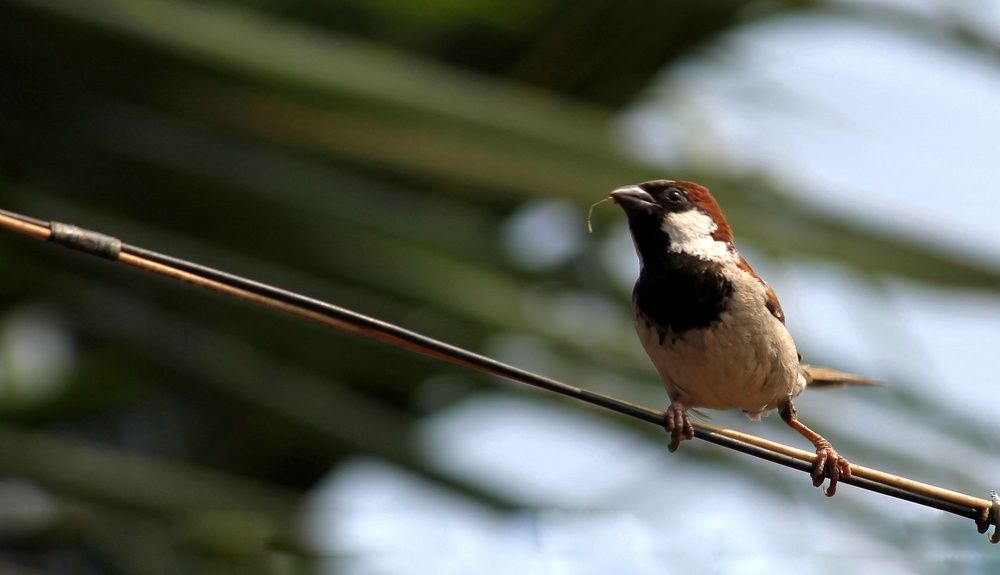 Photograph by Ajay Ghode