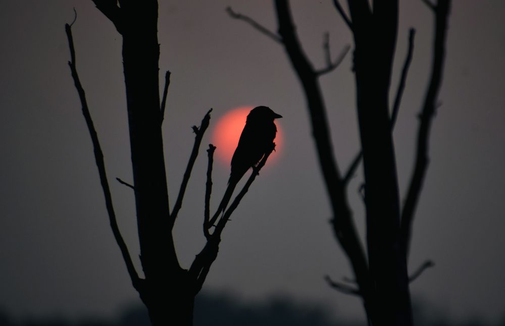 Photograph by Ankan De