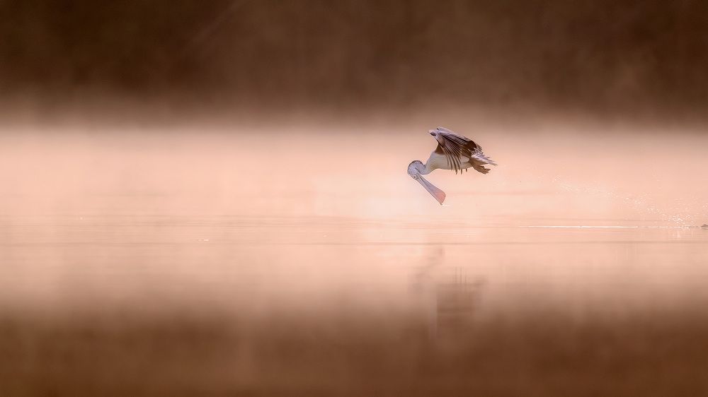 Photograph by John Anthony