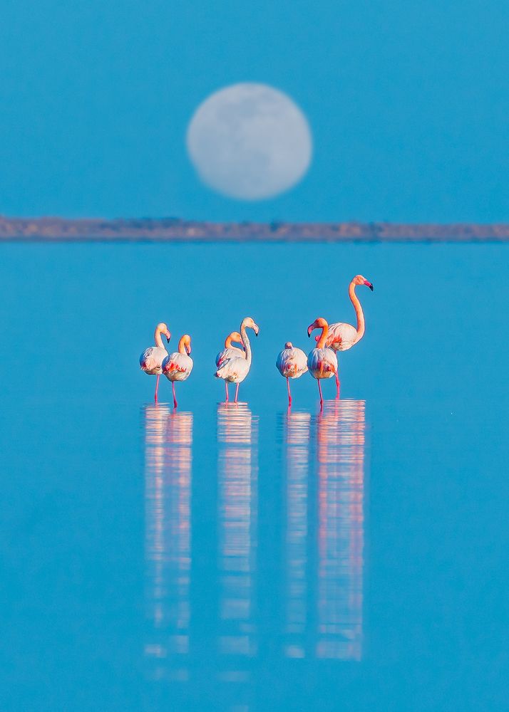 Pink flamingo on lake