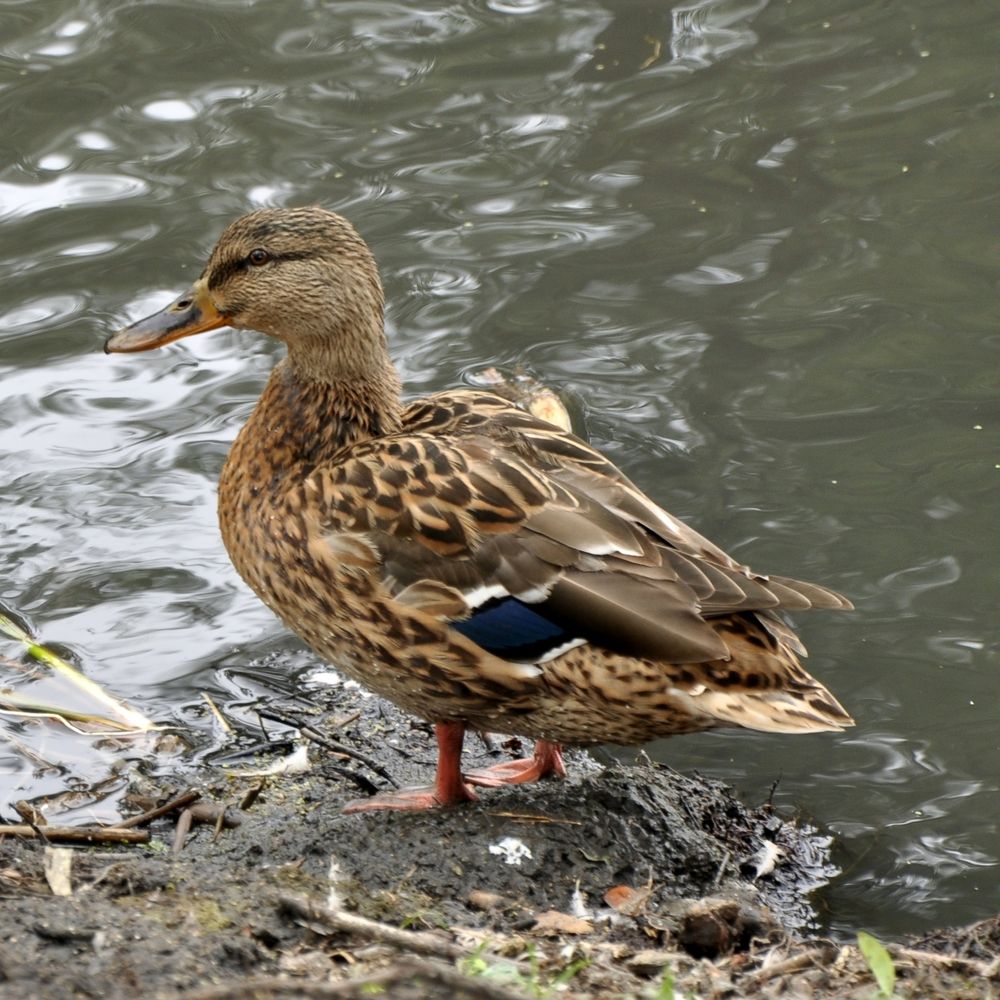 Photograph by Валерий Бурматов