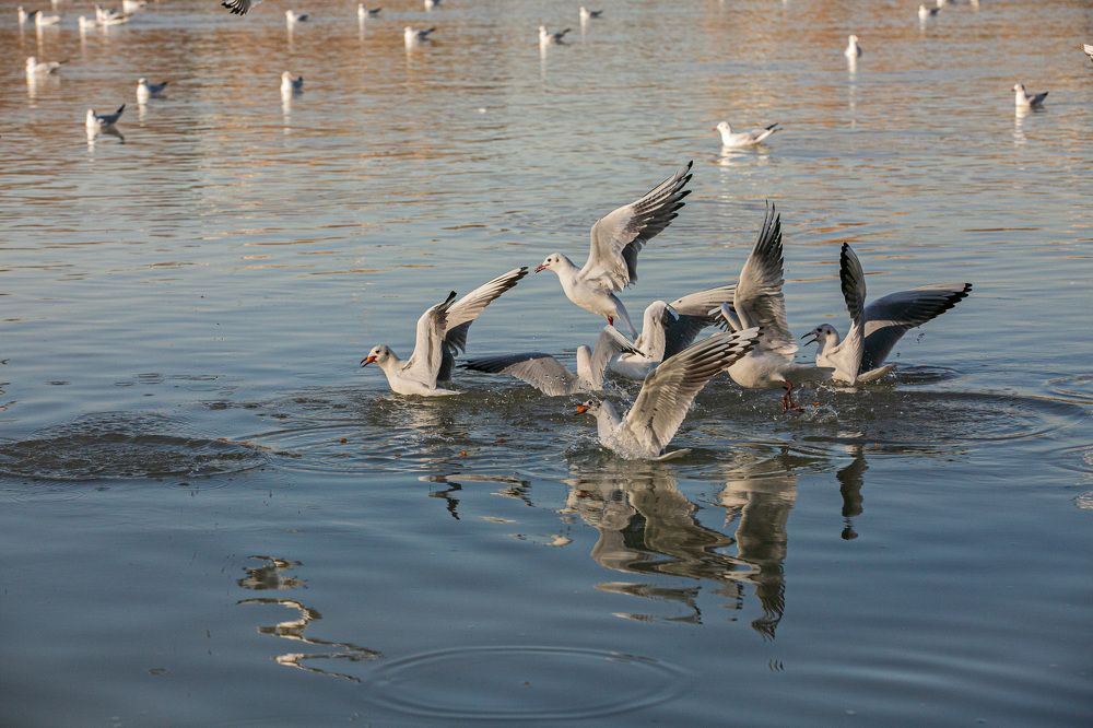 Photograph by Mohammadreza Majlesifar