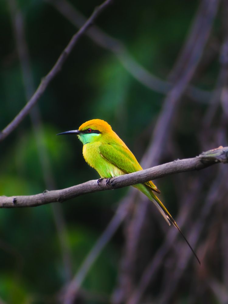 Photograph by Arita Halder