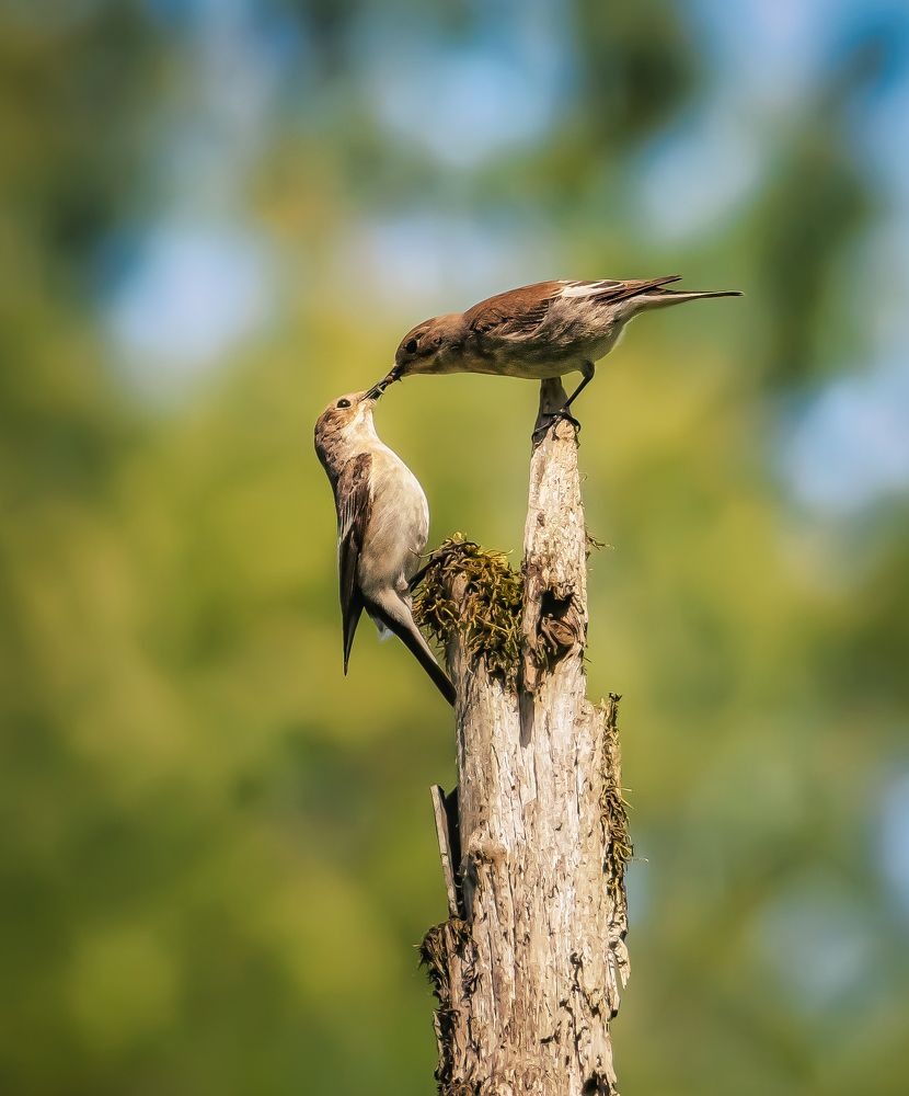 Photograph by Zavaydin Zavaydinov