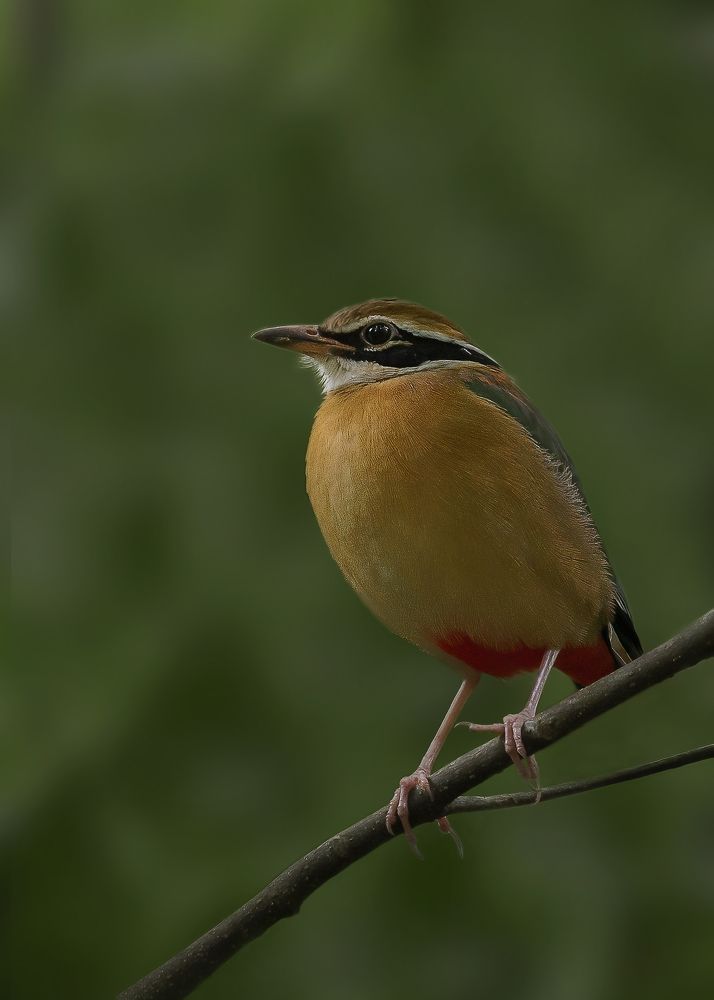Photograph by Sunil Manikkath