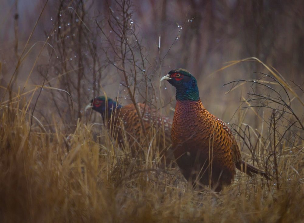 Photograph by Дмитрий Власов