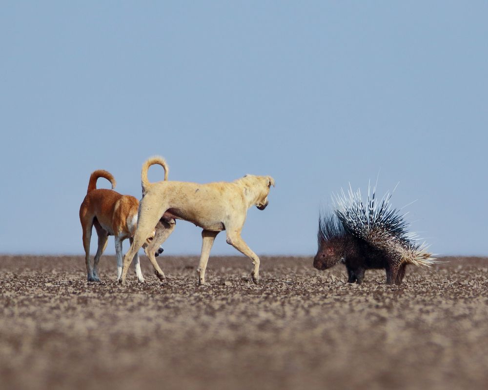 Indian Porcupines fight with feral dog
