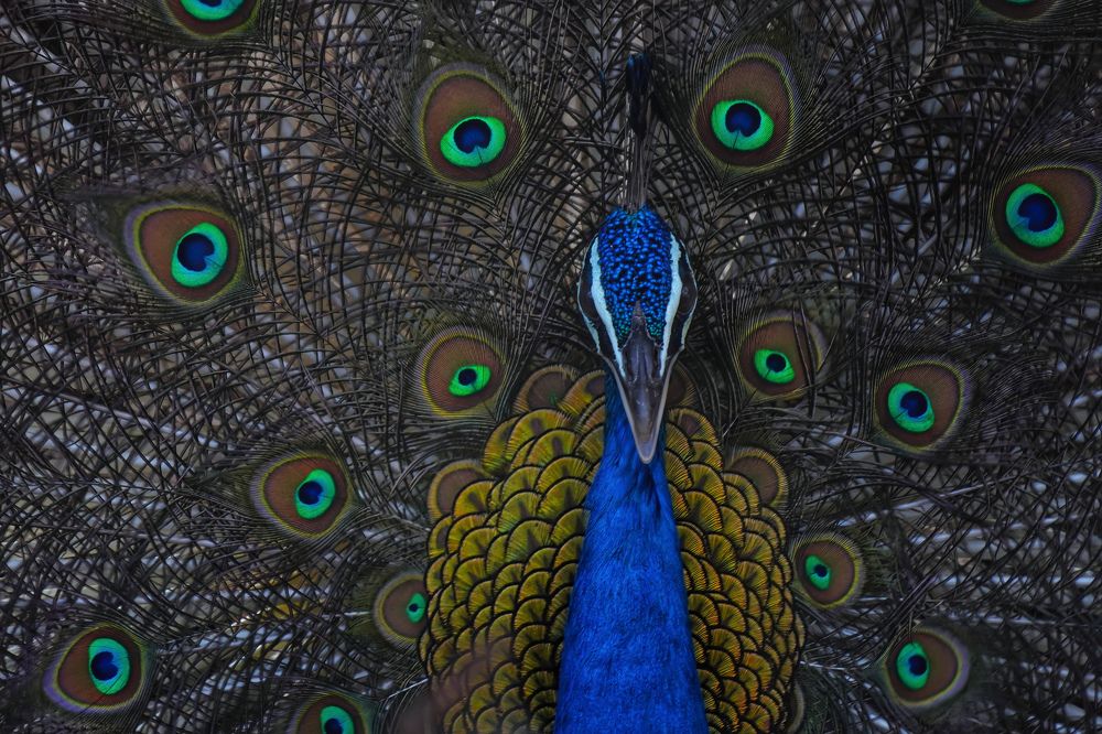 Portrait of Peacock
