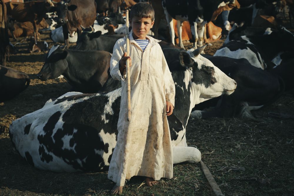 Bedouins and the cowherd