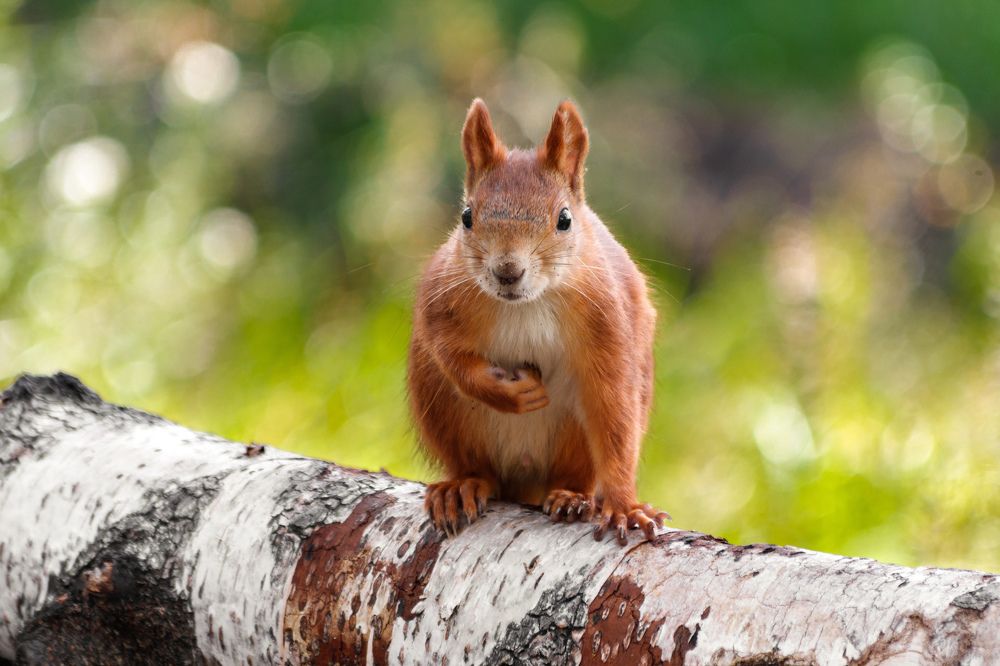 Photograph by Дмитрий Тимин