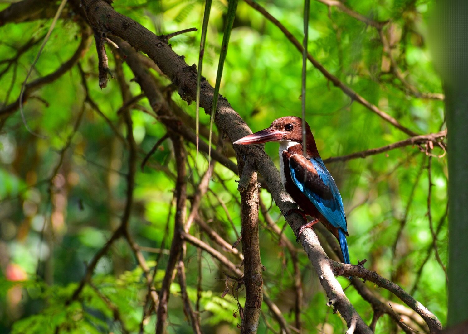 White-throated kingfisher