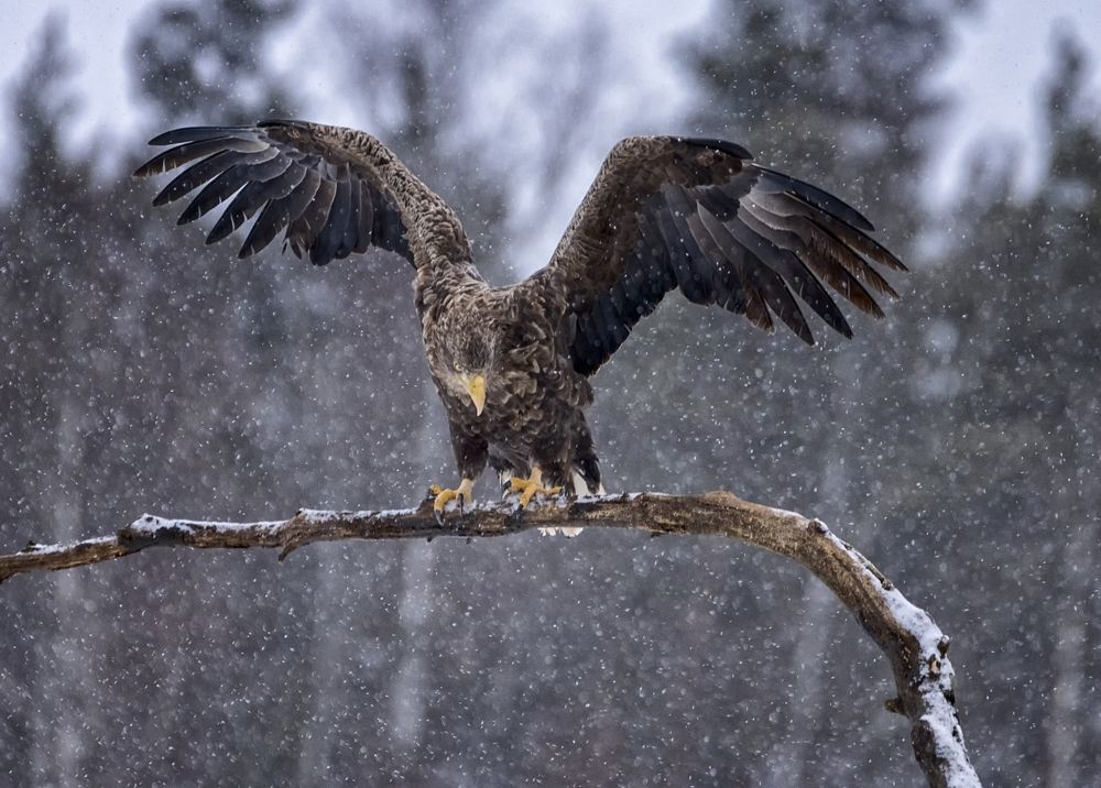 Photograph by Анатолий Салтыков