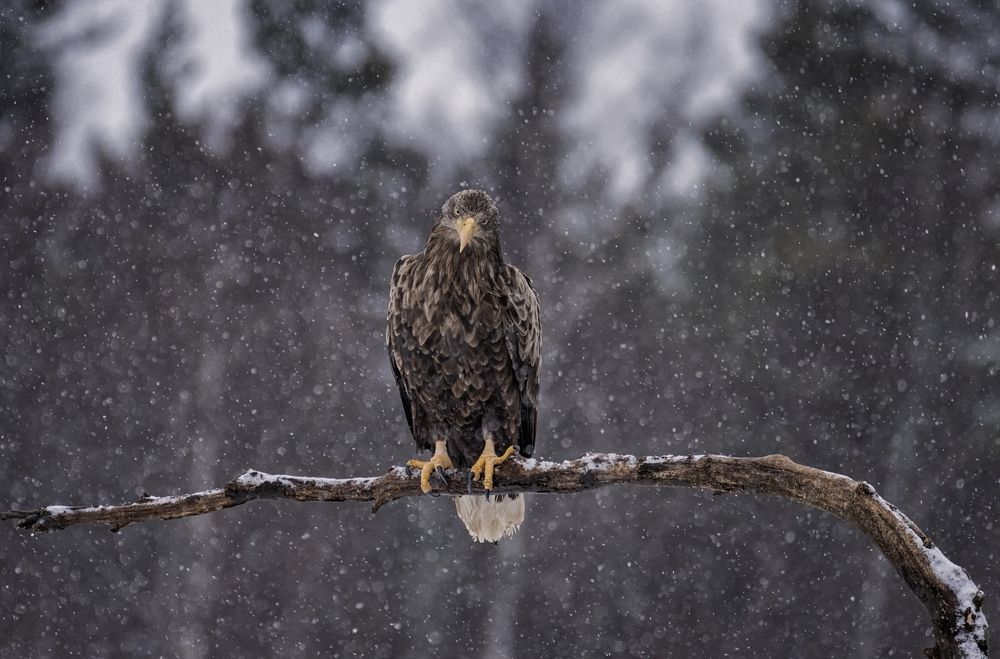 Photograph by Анатолий Салтыков