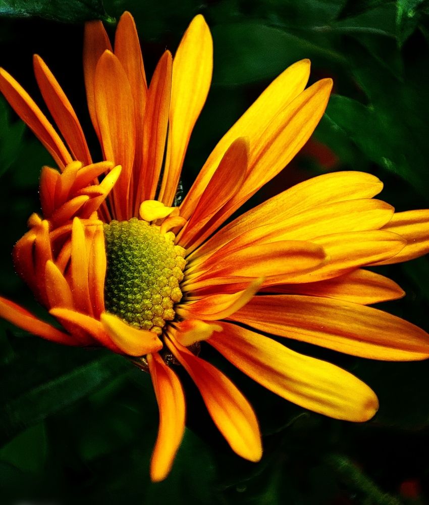 Chrysanthemum
