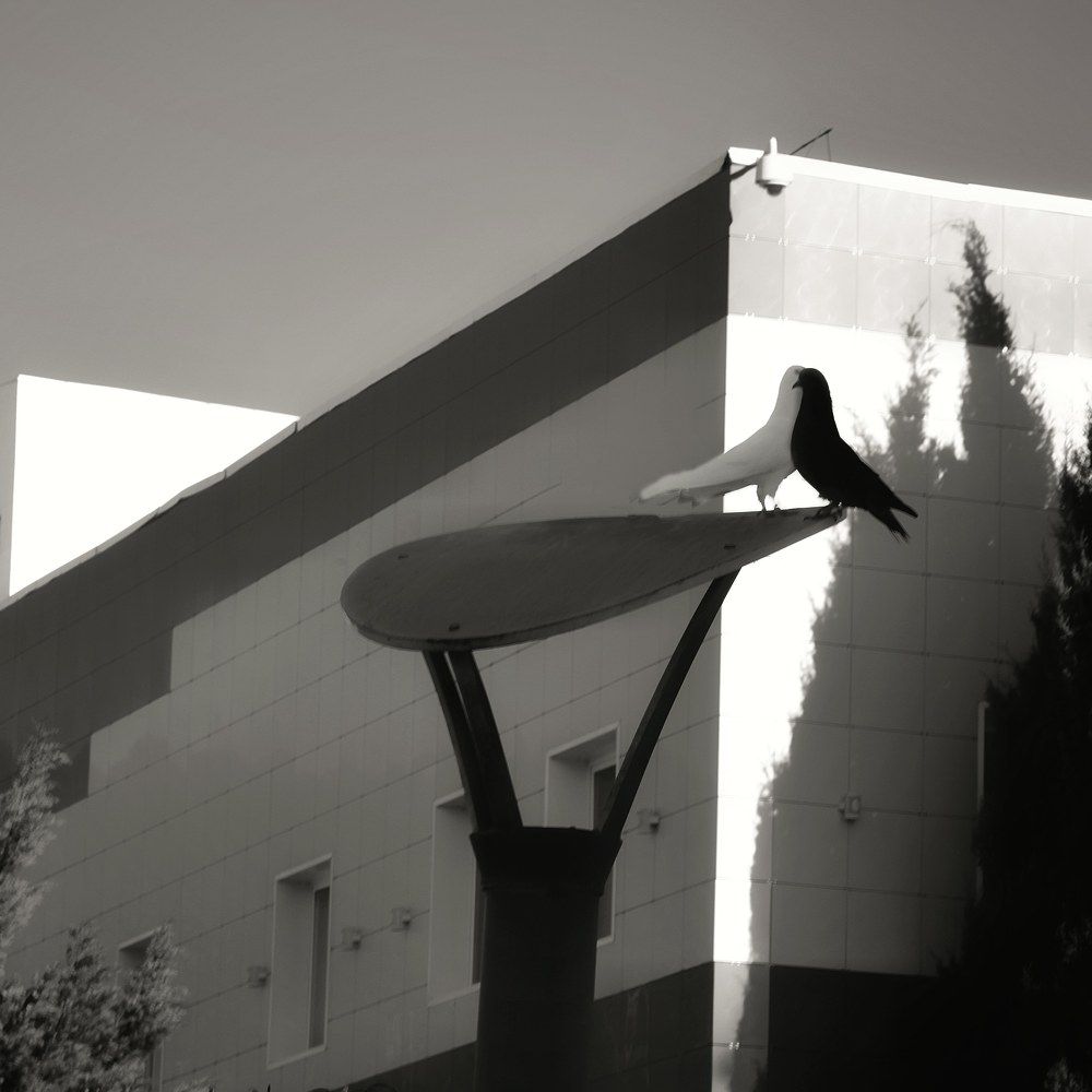 Photograph by Михаил Саидов