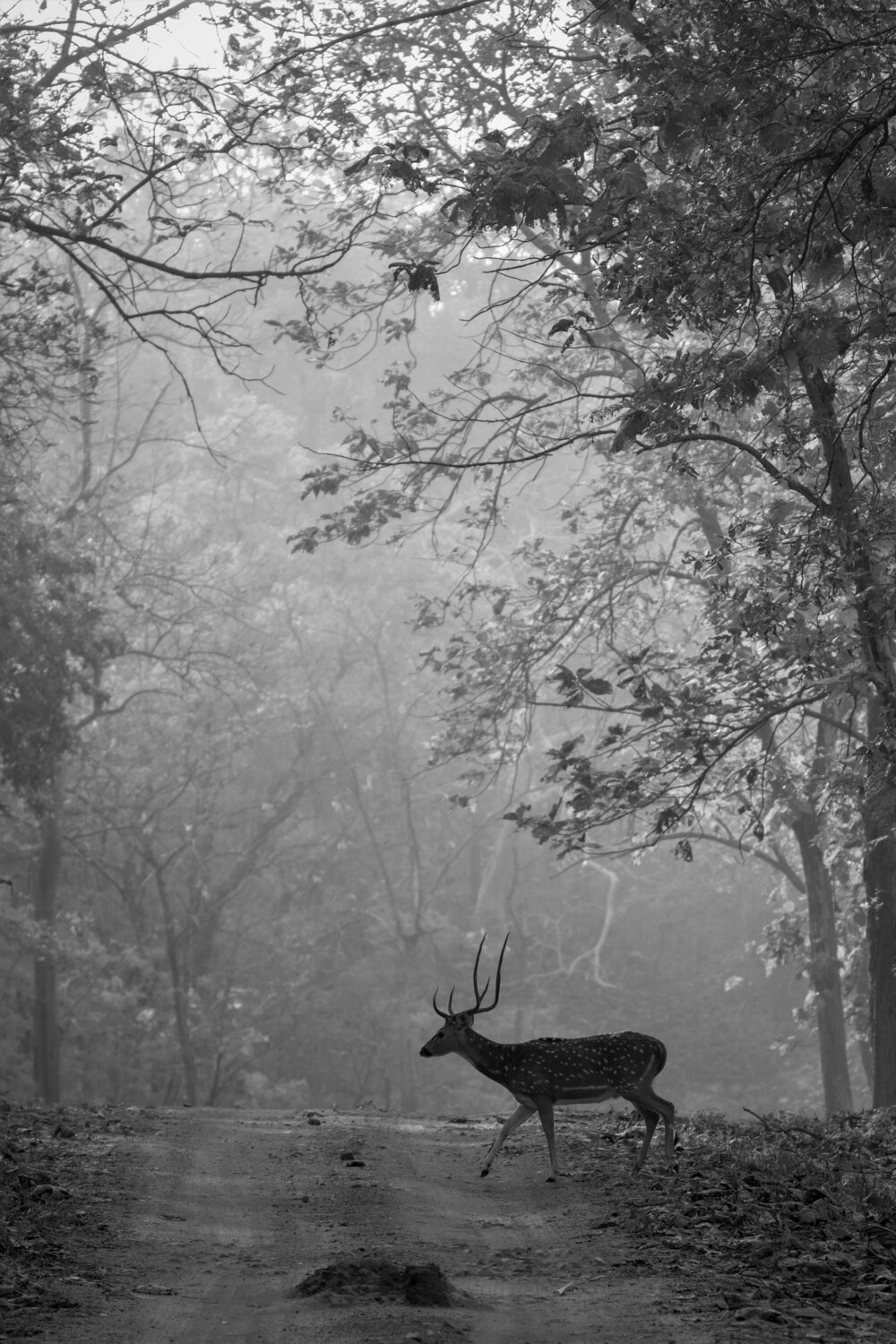 Morning at Tadoba