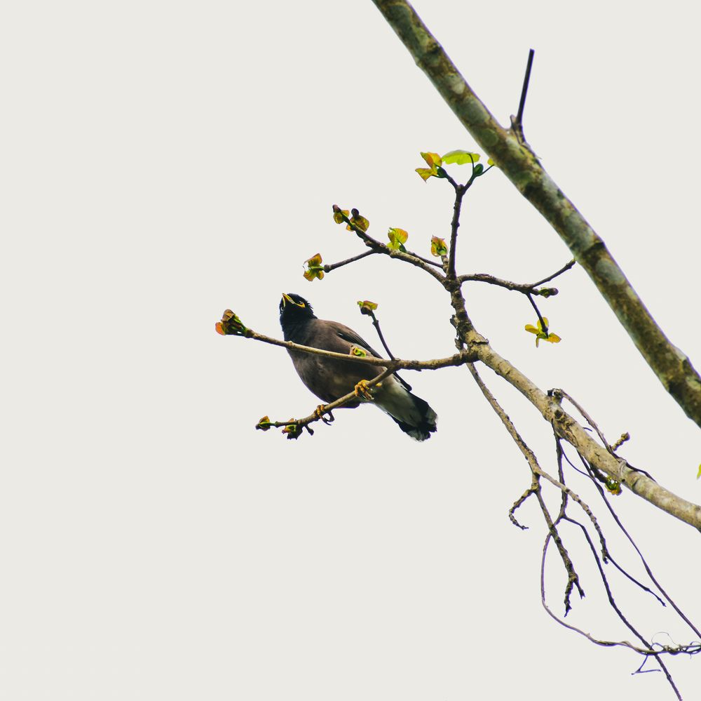 Photograph by Pratap Biswas