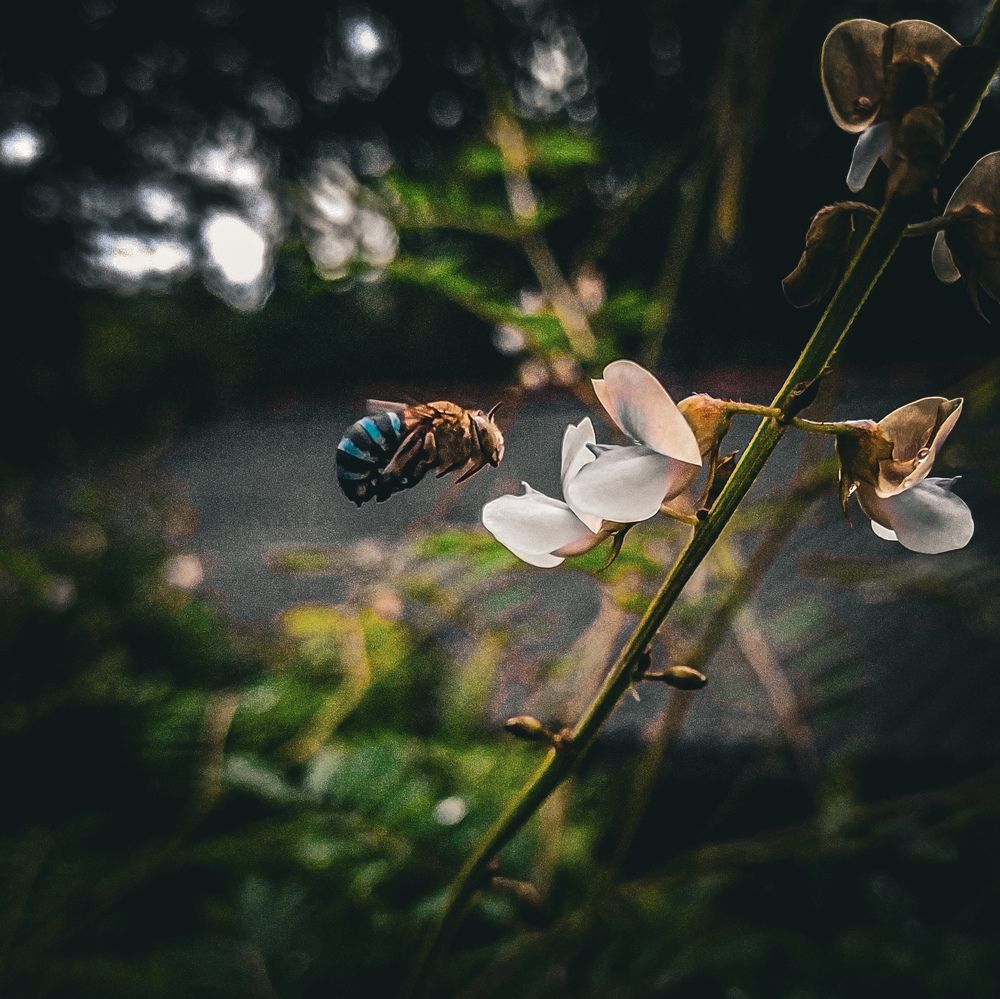 Photograph by Ruchira Priyanjith Siriwardhana