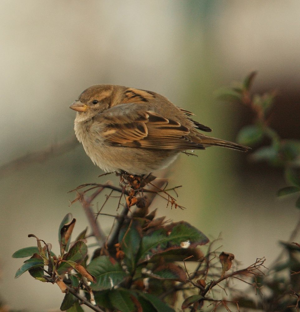 Photograph by Михаил Саидов