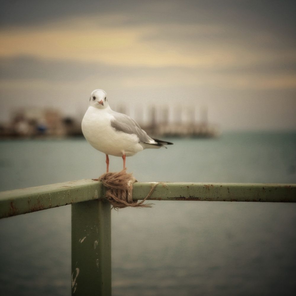 Photograph by Михаил Саидов