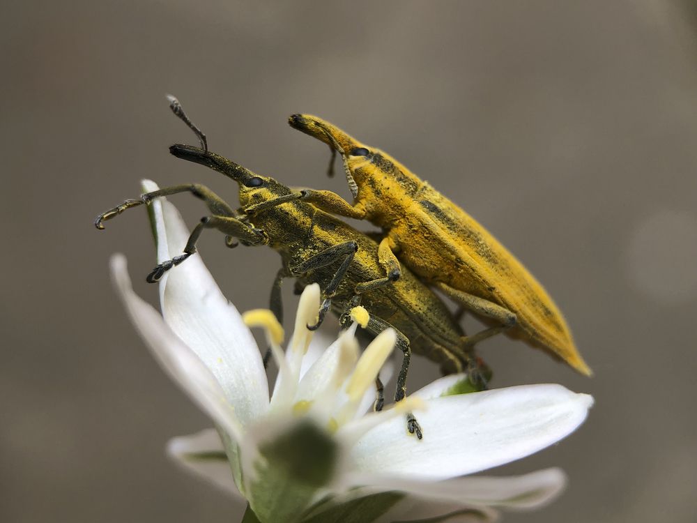 Долгоносики