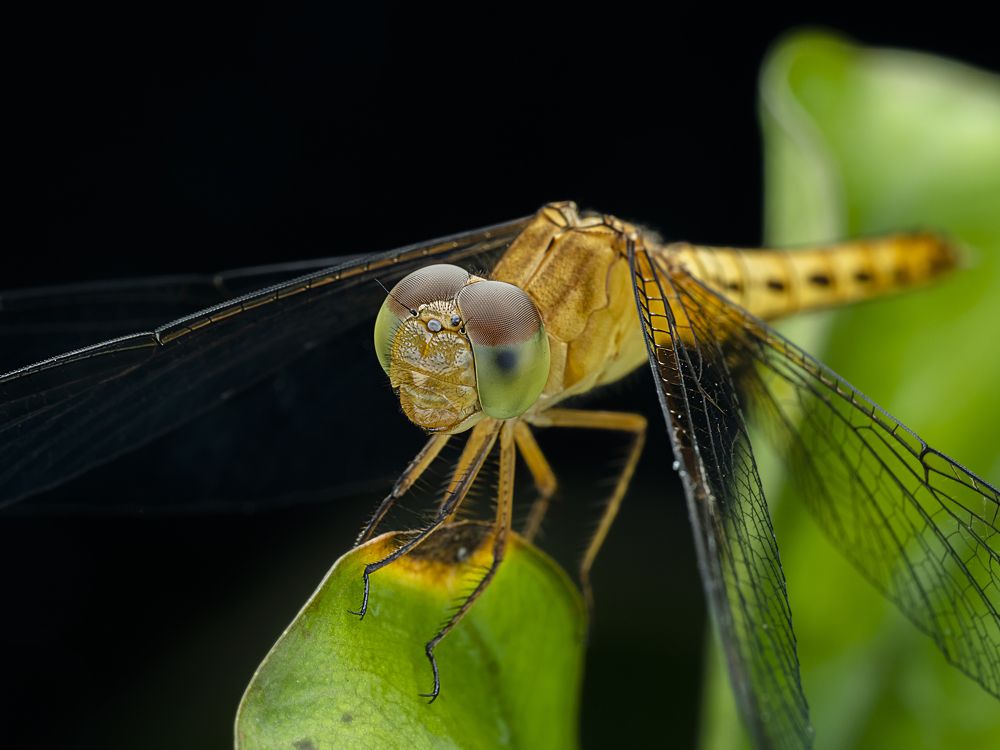 Photograph by Soon Teong Low