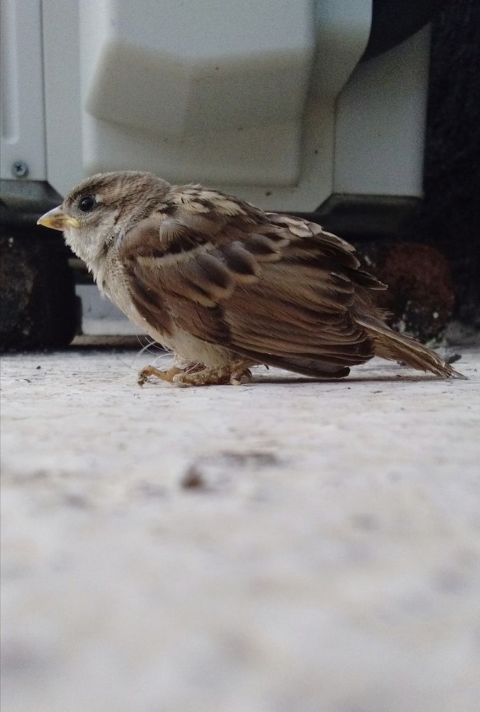 Mobile Photography