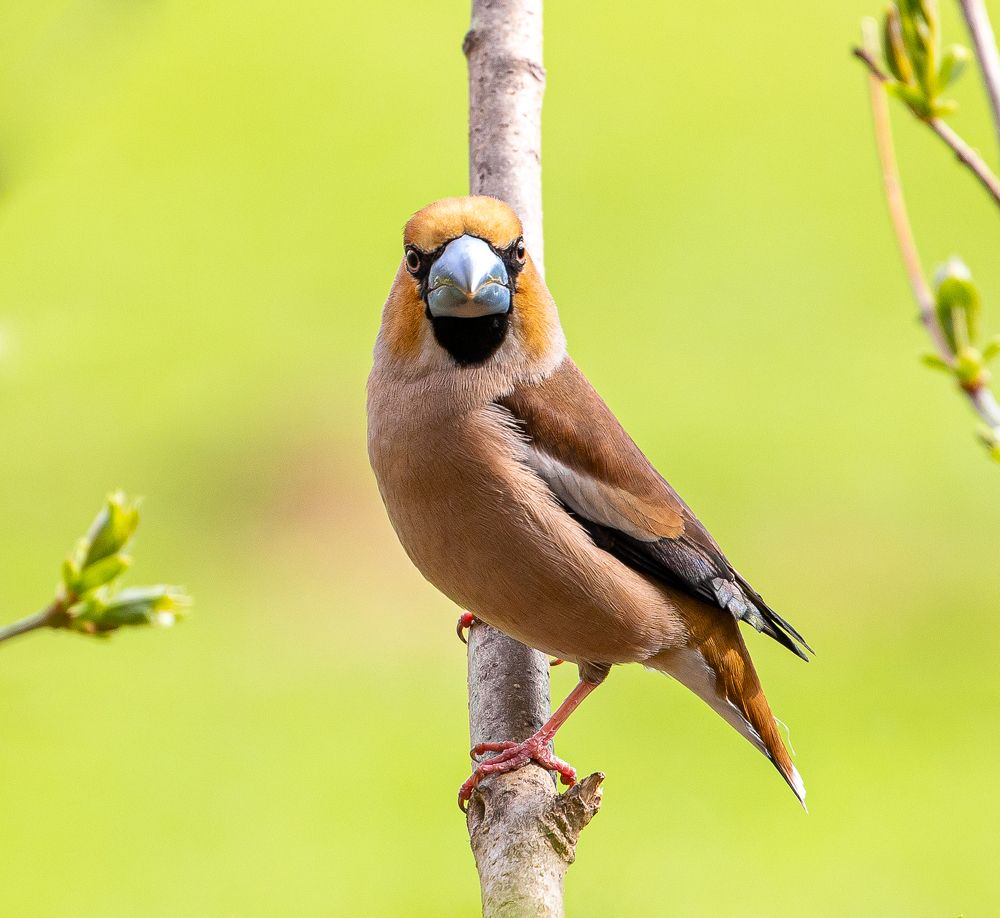 Взгляд Дубоноса.