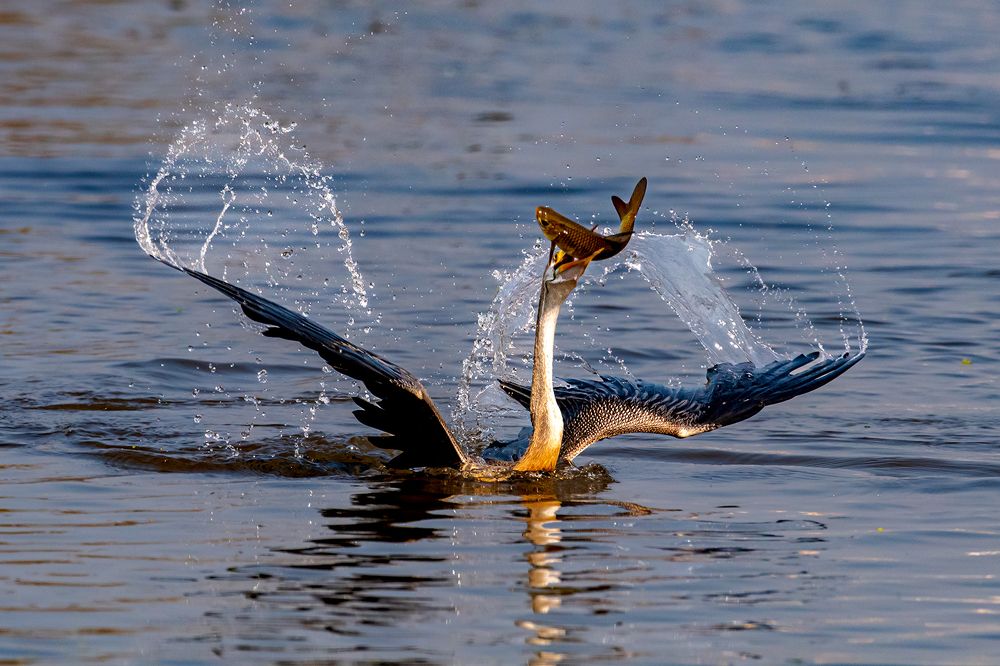 Photograph by NAVIN AGARWAL